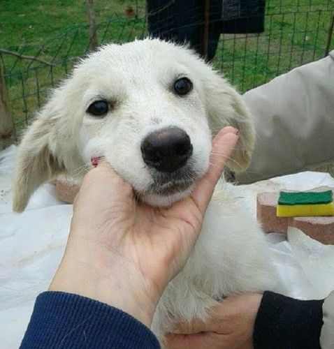 Floppy