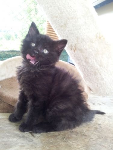 Frodo