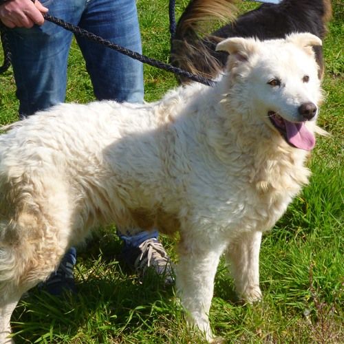 Giulia_hotel_cani_e_gatti