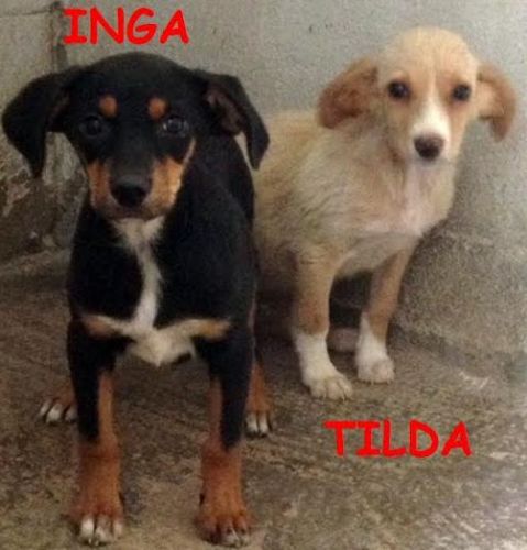 INGA_TILDA