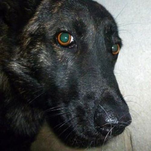 ISABEL
