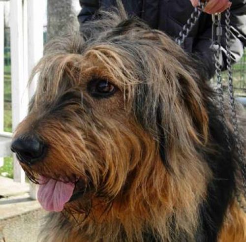 JACK_pastbergamasco1