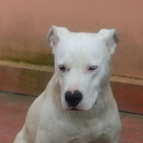 JAYANT2
