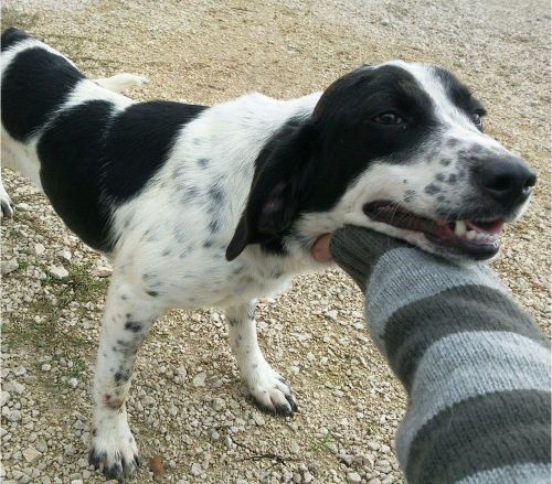 Kal