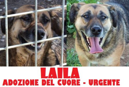 LAILA_APPELLO_cucciolissimi