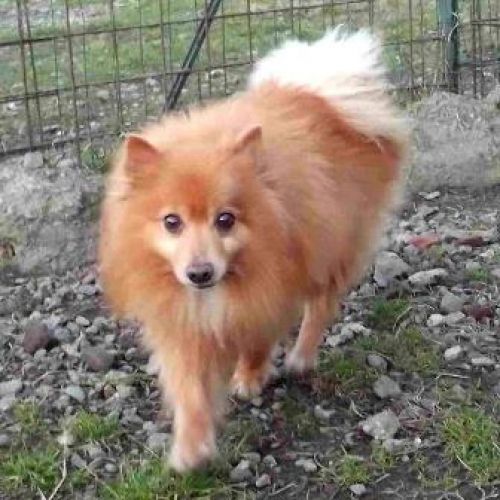 LUCKY_pomerania