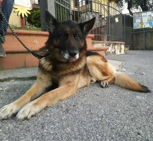 LUPPOLO