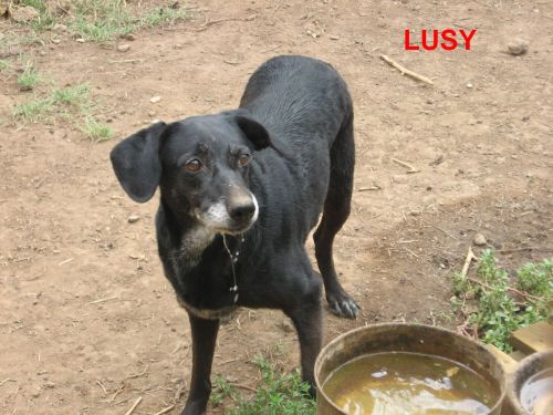 LUSY