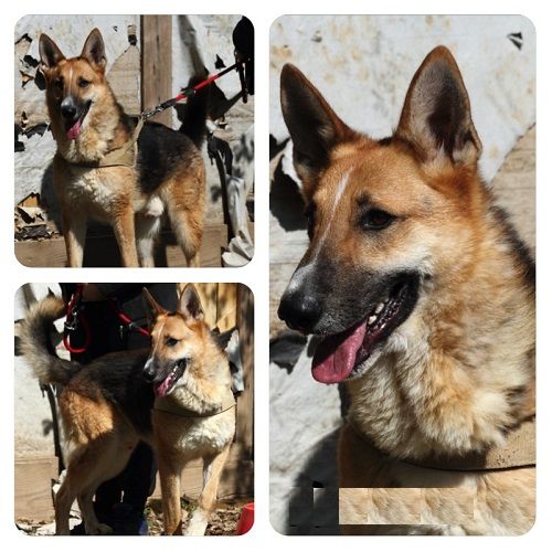 Leone_collage