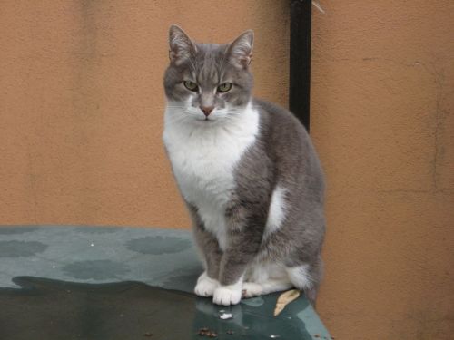 Lino20maggio2012