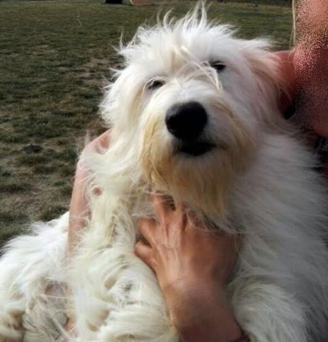 Lino_lagotto