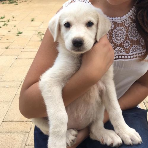 Lucy_copy