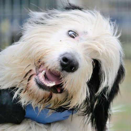 MACCHIA_spinone