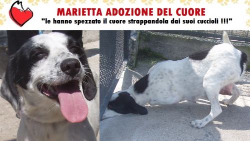 MARIETTA_cucciolissimi
