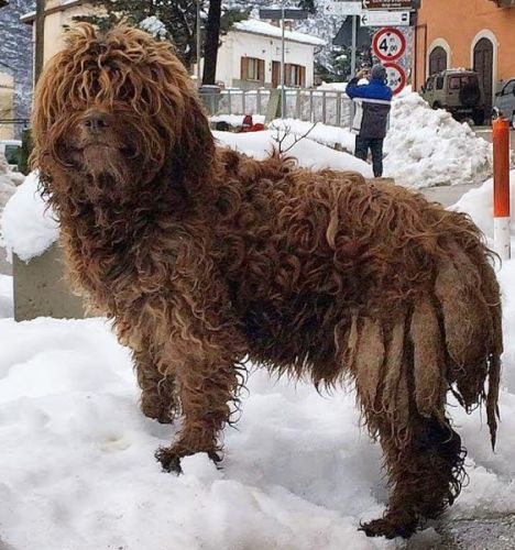 MASCIO