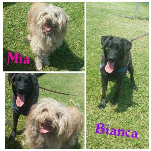 MIA_e_BIANCA_collage