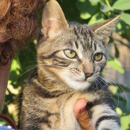 MIGNON_2