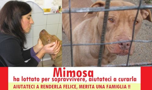MIMOSA_sos_new
