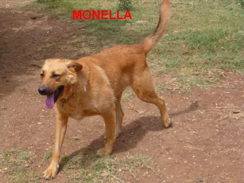 MONELLA