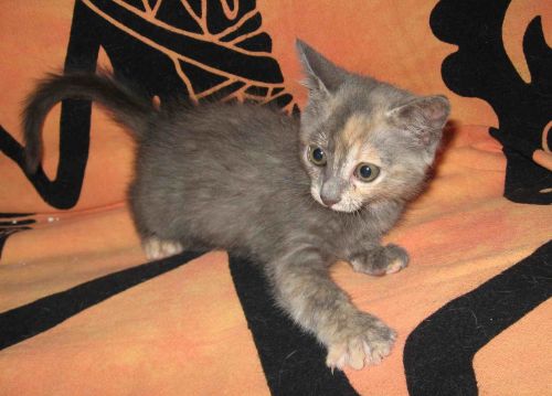 Minni11