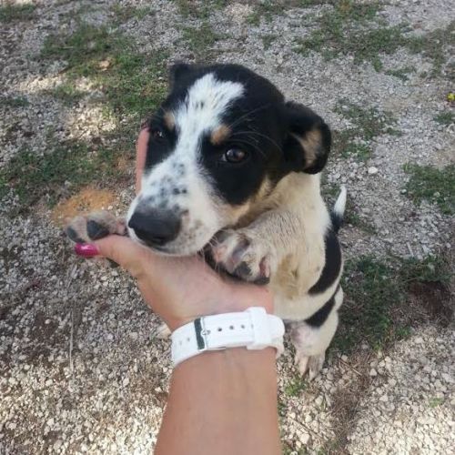 Miro_cucciolo1