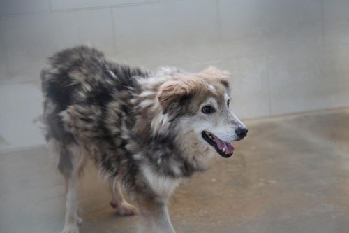 NALI1