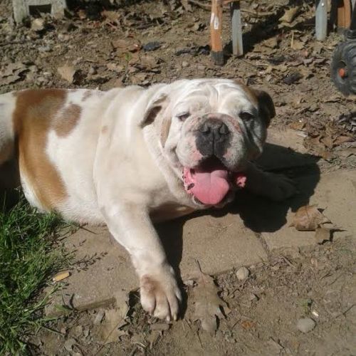 NORMA_bulldog