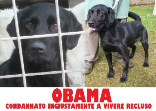 OBAMA_SITO_BOX_2_CUCCIOLISSIMI
