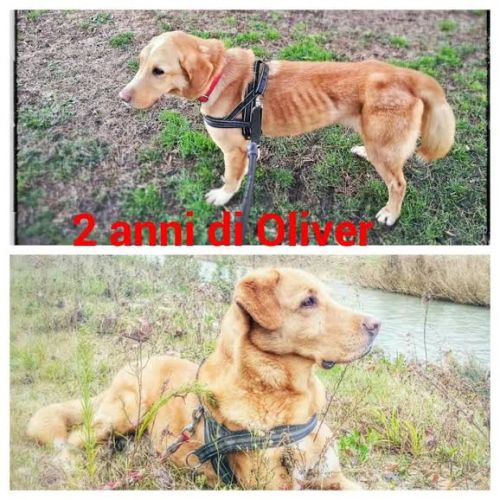 Oliver_testimonianza