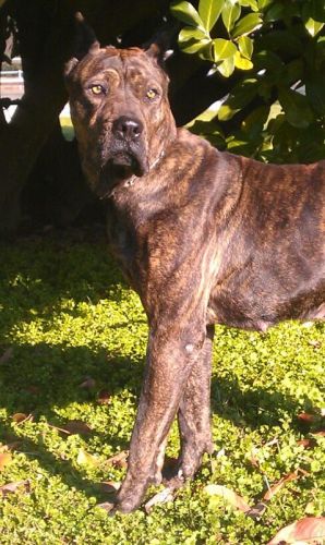 Orsa_dogo