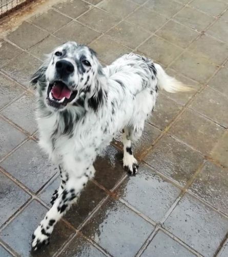 Oscar