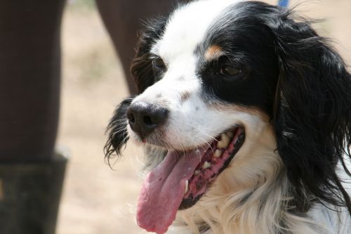 Ozzy2