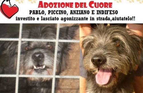 PABLO_APPELLO_cucciolissimi
