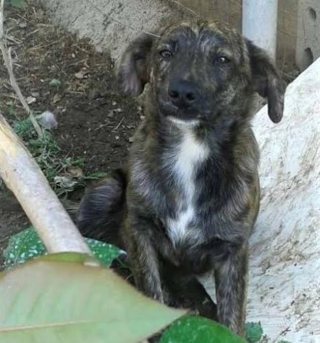 PEDRO