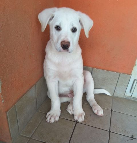 PINCO