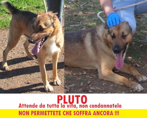 PLUTO_APPELLO