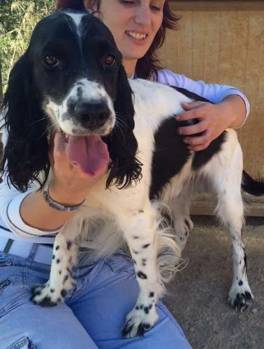 PONGO