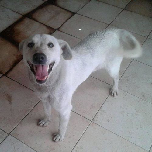 PONGO_POMPEI