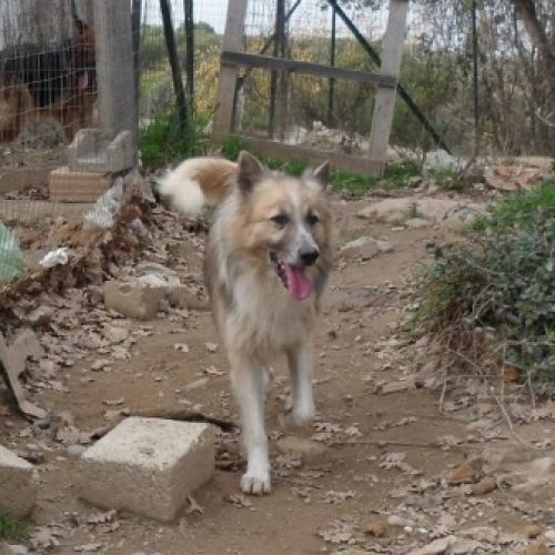 PONGO_calabria3