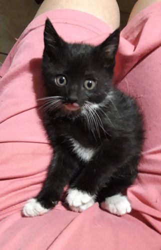 PUFFETTA2