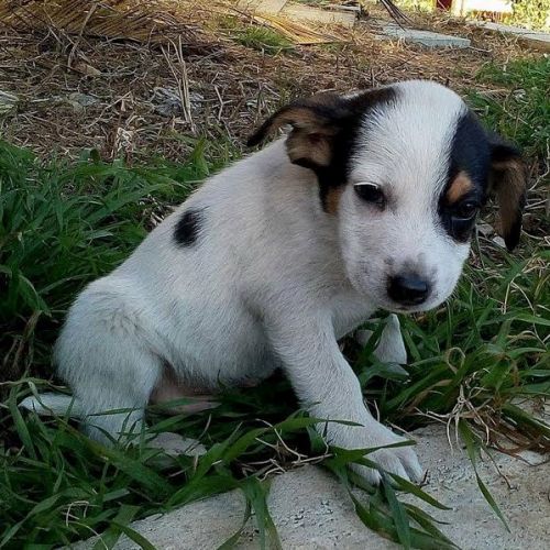 PUPPY