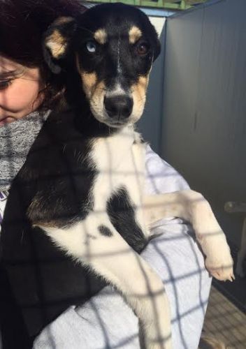 Penelope