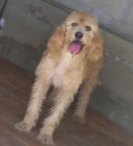 Pepper_zampette_amiche