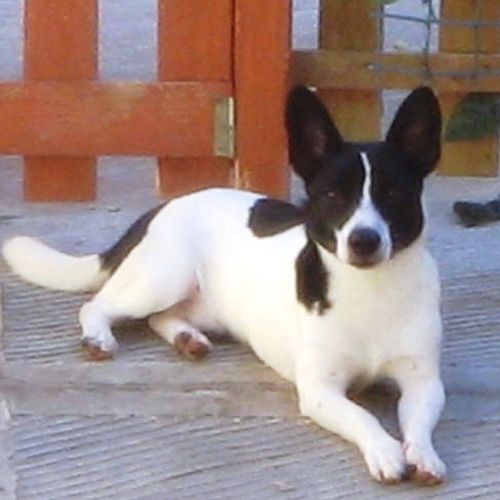 Piciotto_zampette_amiche