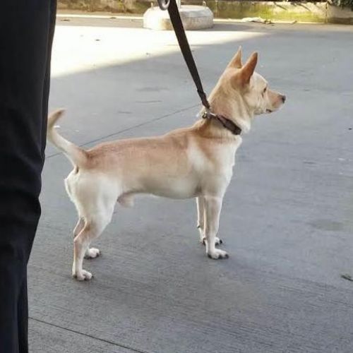 PinScher_milano