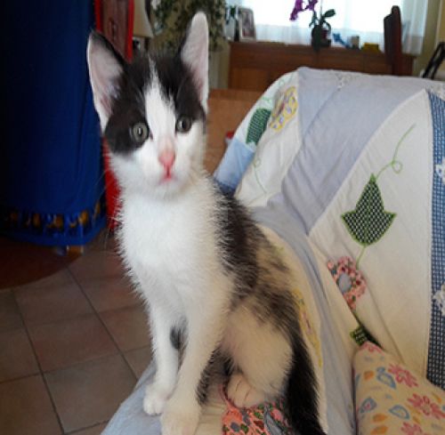 Puffetto_1