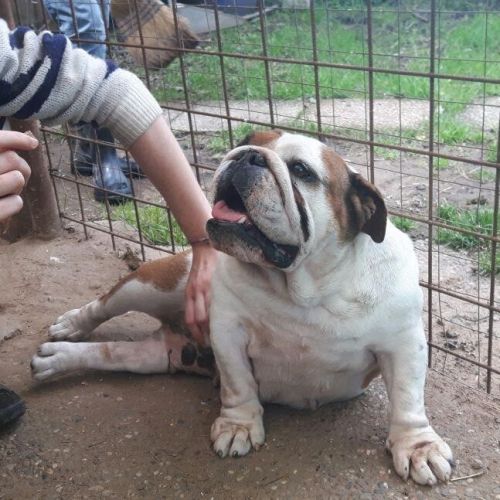 Cucciolissimi Org Cucciolissimi Queenie Bulldog Inglese Cerca Casa Adozioni Canili Roma