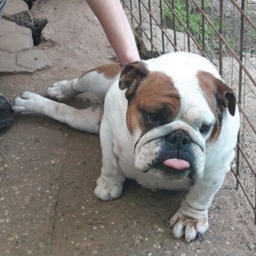 Cucciolissimi Org Cucciolissimi Queenie Bulldog Inglese Cerca Casa Adozioni Canili Roma