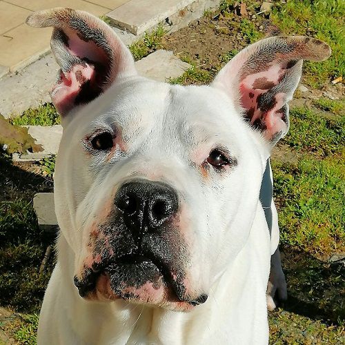 ROCCO_2_copy