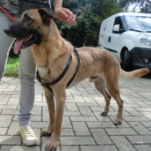 Rocco_spagna2